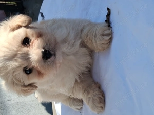 Catelusa 40zile bison - imagine 2