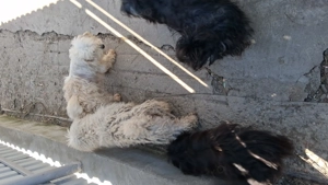 Catelusa 40zile bison - imagine 4