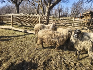 Berbeci de vanzare  - imagine 4