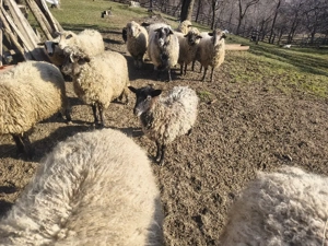 Berbeci de vanzare  - imagine 3