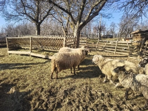 Berbeci de vanzare  - imagine 5