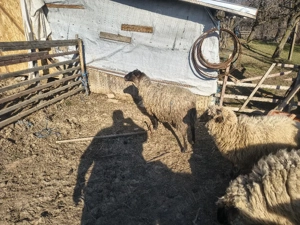 Berbeci de vanzare  - imagine 2