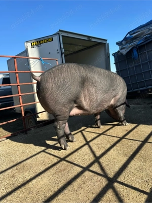 Scrofite pentru reproductie rasa Iberic - imagine 3