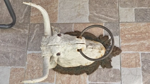 Decor usa decor curte casa