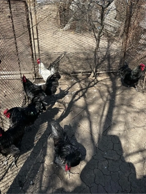 cocosi de 1 an - imagine 4