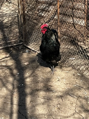 cocosi de 1 an - imagine 2