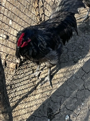 cocosi de 1 an - imagine 3