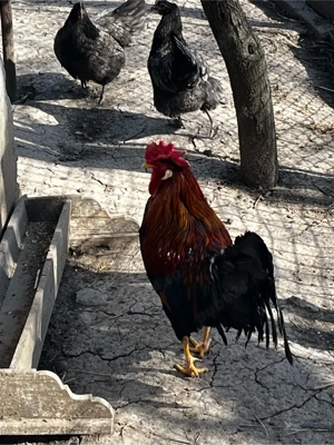 cocosi de 1 an - imagine 5