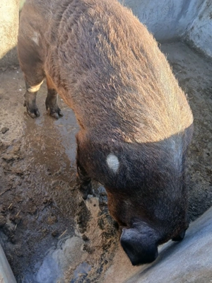 vand vier duroc - imagine 2