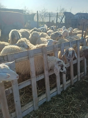 oi de vânzare  - imagine 2