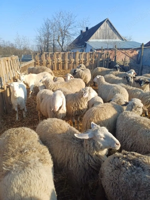 oi de vânzare  - imagine 3