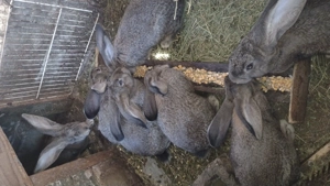 Iepuri Șoldani 14 săptămâni  - imagine 3