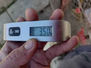 Iepuri Șoldani 14 săptămâni  - imagine 4