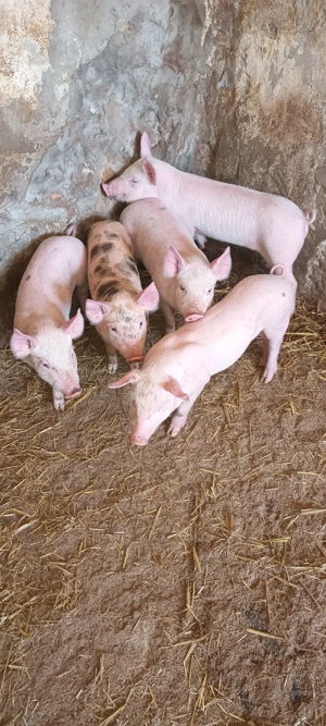 Vând purcei  - imagine 4