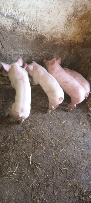 Vând purcei  - imagine 2