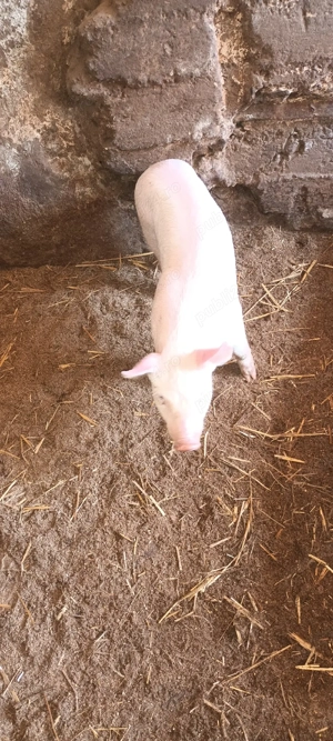 Vând purcei  - imagine 5