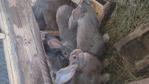 Iepuri Șoldani 14 săptămâni  - imagine 2