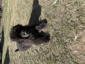 Căței ciobănesc corb originali 