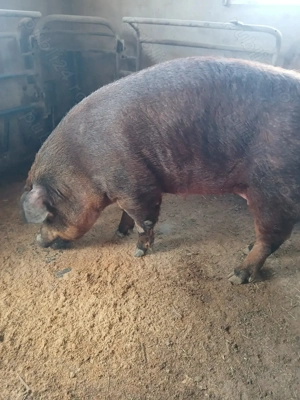 Vind scroafă duroc pur cu purcei . - imagine 3