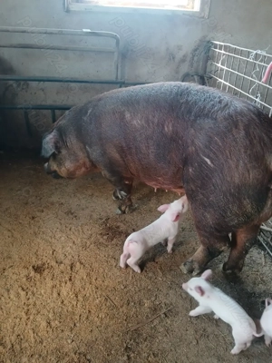 Vind scroafă duroc pur cu purcei . - imagine 2