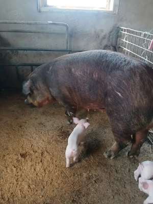 Vind scroafă duroc pur cu purcei .