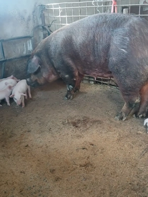 Vind scroafă duroc pur cu purcei . - imagine 5