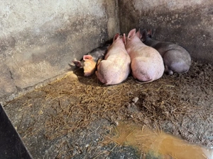 Porci de rasa  ( peste 5 luni ) - imagine 4