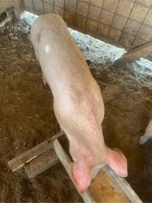 porci landras si pietran - imagine 3