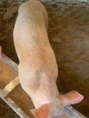 porci landras si pietran