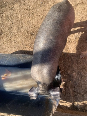 porci landras si pietran - imagine 5