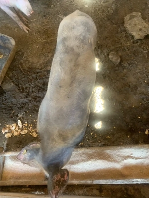 porci landras si pietran - imagine 2