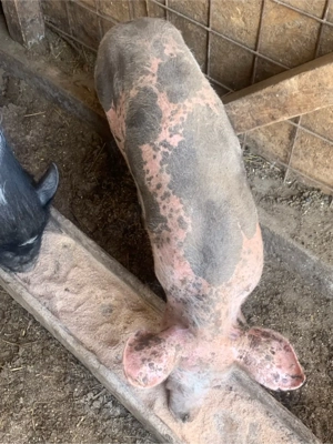 porci landras si pietran - imagine 4