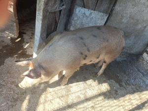  Caută un nou stăpân  - imagine 3