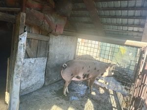  Caută un nou stăpân  - imagine 4