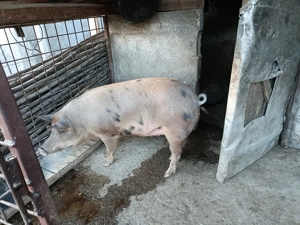  Caută un nou stăpân  - imagine 2