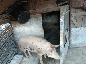  Caută un nou stăpân 