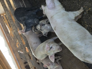 Vand grăsuni - imagine 3