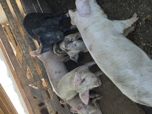 Vand grăsuni - imagine 2