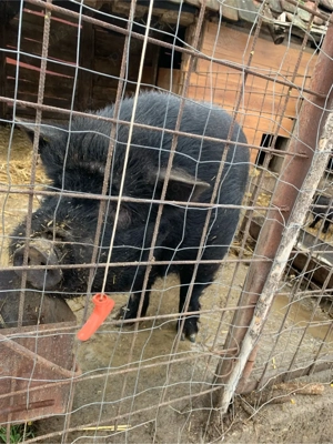 purcei Vietnamezi - imagine 3