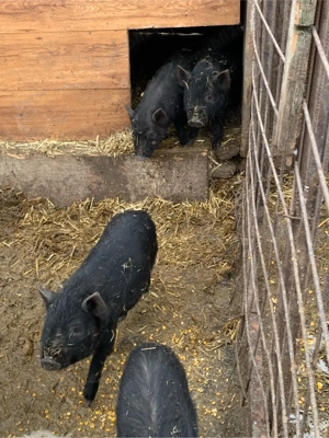 purcei Vietnamezi - imagine 2