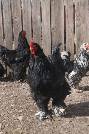 cocosi rasa tineri! - imagine 3