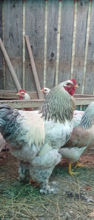 cocosi rasa tineri! - imagine 4