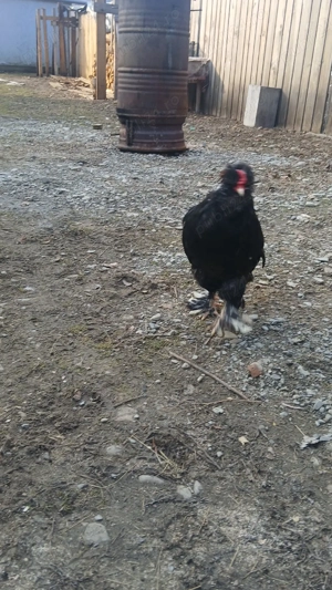 cocosi rasa tineri! - imagine 5