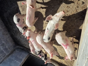 Vând purcei - imagine 4