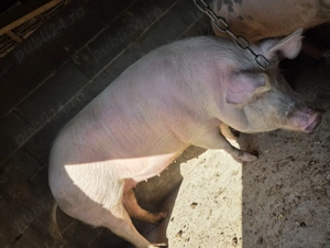 Vând porci grași - imagine 2