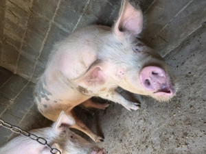 Vând porci grași - imagine 3