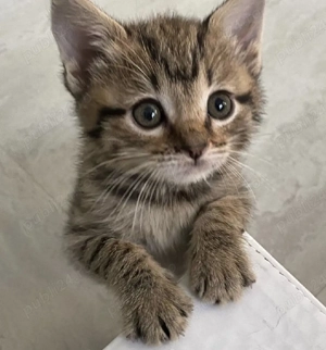 Siberiana de Padure  - imagine 3