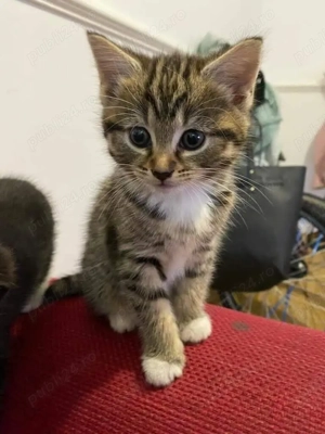 Siberiana de Padure  - imagine 4