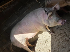 Vând porci grași - imagine 4