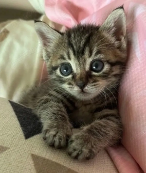 Siberiana de Padure  - imagine 2